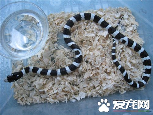 宠物蛇会记得主人吗 蛇一般是不会记得主人的