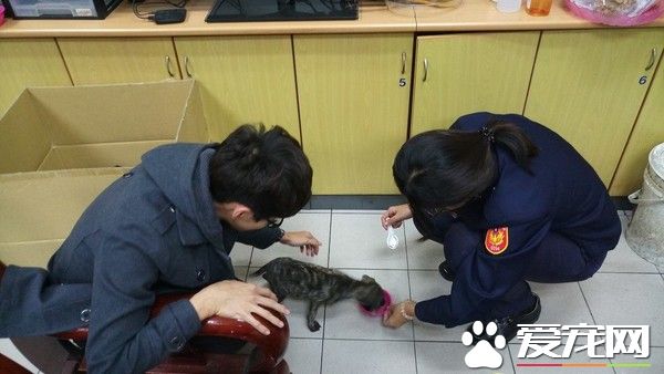 5只小黑狗遭双脚狂甩还乱打 老翁瞎扯训练小狗