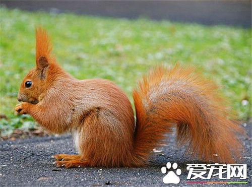 欧洲红松鼠多少钱 价格一般在400元左右