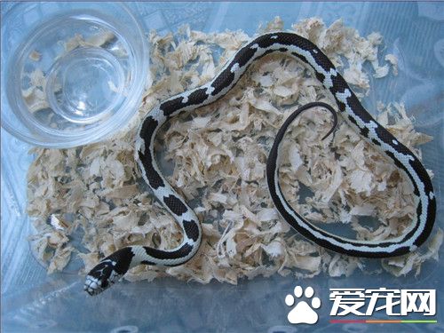 宠物蛇会记得主人吗 蛇一般是不会记得主人的