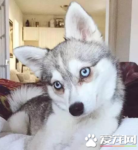 干嘛这样看着本汪，羞哒哒