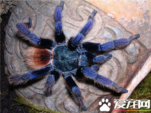 宠物蜘蛛咬人吗 咬不咬人还要看情况而定