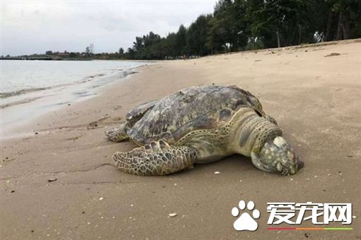 惨不忍睹 海龟身体被剖成两半惨死海滩上