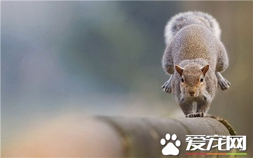 雪地松鼠多少钱一只 价格一般在100到300元不等