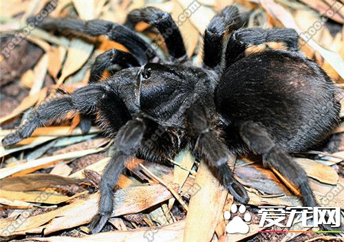 宠物蜘蛛多少钱 品种不一样价格也会不同