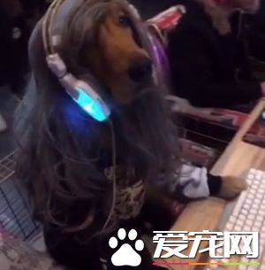 狗狗成背影杀手 背看一朵花近看哎呦我的妈