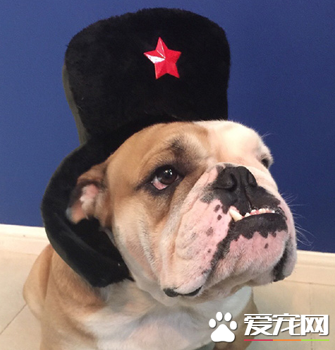 给劳资上瓶最烈的酒，战斗民族的汪就是彪悍