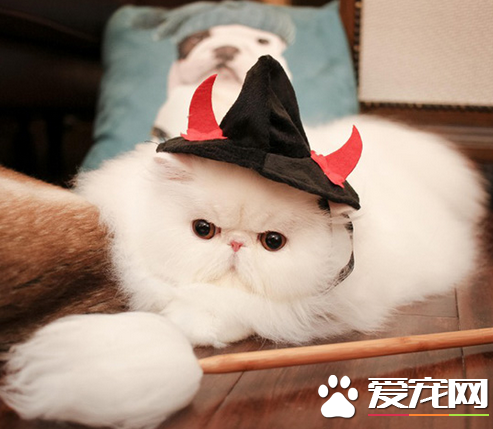 喵星魔法师，高端大气上档次