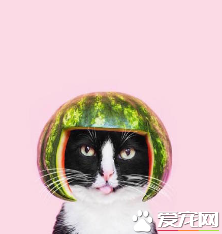 喵星人的新发型，西瓜头