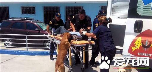 主人摔伤送医 忠犬心急紧跟随关切模样如亲人