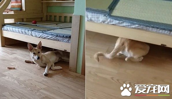 要去散步听到走 米克斯吓的直奔床底下不肯走