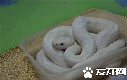 宠物蛇在哪里买 设备卫生合格的爬虫宠物店购买