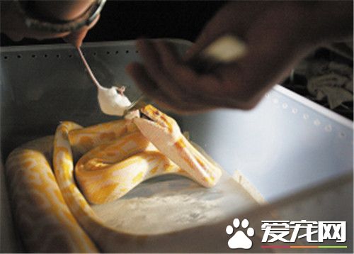 宠物蛇在哪里买 设备卫生合格的爬虫宠物店购买