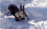 雪地松鼠怎么养 一般以壳斗科植物的种子为食