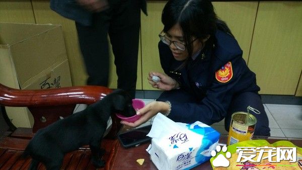 5只小黑狗遭双脚狂甩还乱打 老翁瞎扯训练小狗