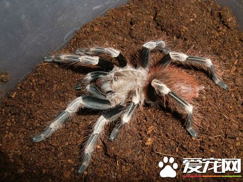 宠物蜘蛛饲养 宠物蜘蛛越小喂食频率越高