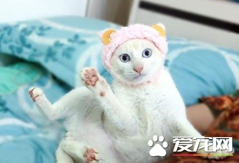 第一次戴羊羊头套 萌猫被吓到睁大眼睛举脚定格3秒