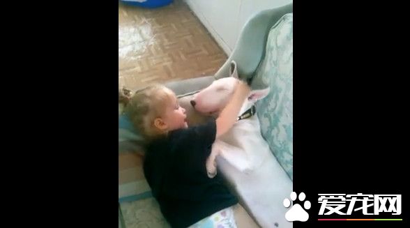 斗牛梗任小主人捏鼻摆布 睡梦中还不忘陪玩亲亲