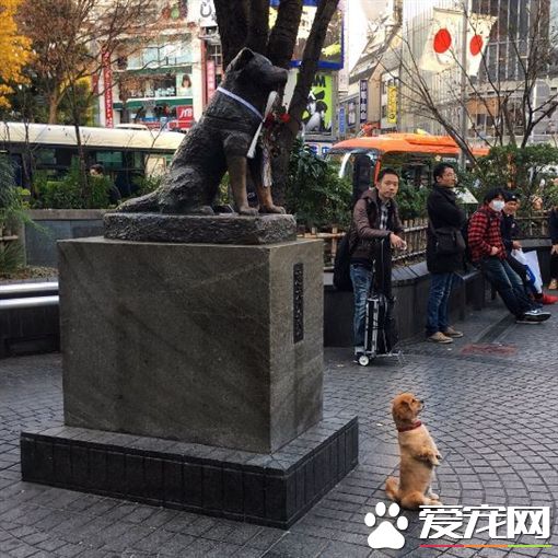 狗狗巧遇忠犬小八 坐直挺腰与八公一起拍照