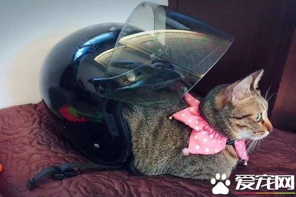 猫咪屁股感觉冷 竟把安全猫当成蜗牛壳来取暖