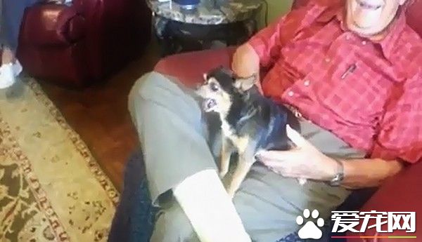 讨厌的人抱狗狗就伸舌装死 狗狗生气的模样萌翻全场