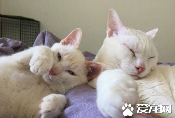 第一次戴羊羊头套 萌猫被吓到睁大眼睛举脚定格3秒