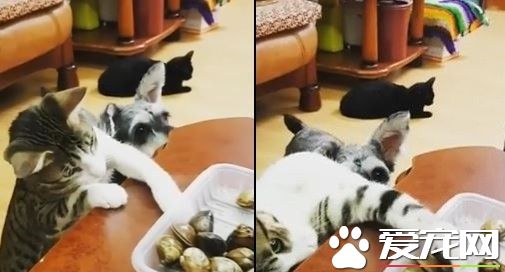 小贼猫桌旁偷捞蛤蜊 自以为别人看不见沾沾自喜