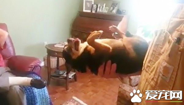 讨厌的人抱狗狗就伸舌装死 狗狗生气的模样萌翻全场