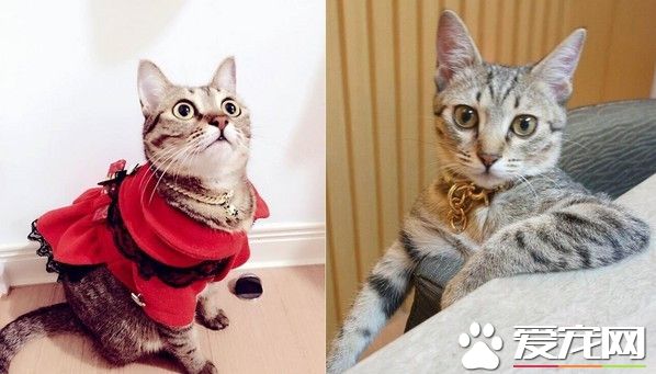 猫咪屁股感觉冷 竟把安全猫当成蜗牛壳来取暖