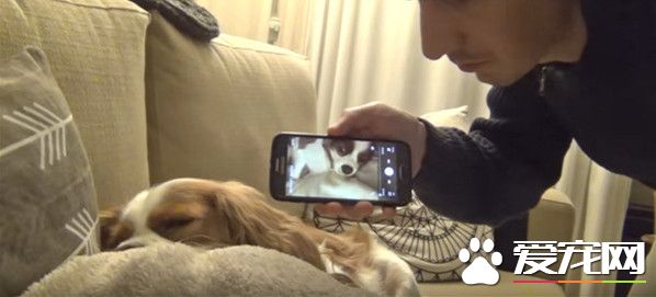 狗狗打呼震天响 熟睡中听到主人录音瞬间被惊醒