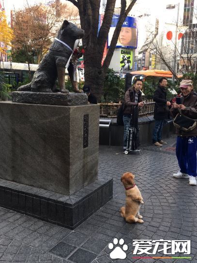 狗狗巧遇忠犬小八 坐直挺腰与八公一起拍照