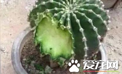 黄金猎犬一口咬下仙人掌 狗脸肿的像猪头