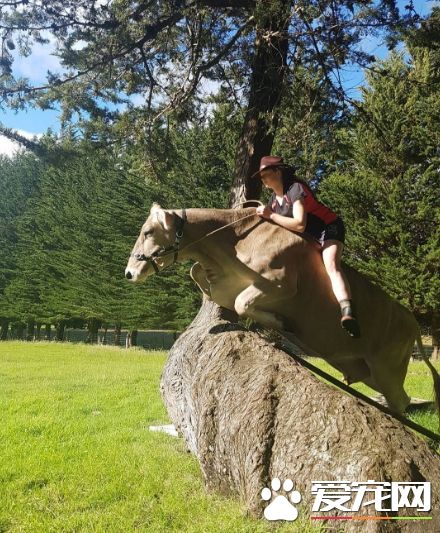 买不起马没关系 女孩将宠物牛当成马来骑