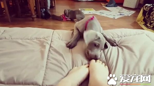 我的眼里只有脚 恋足癖狗狗伸手抓脚疯狂啃