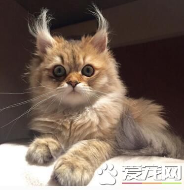 刚刚睡醒的发型也是没谁了