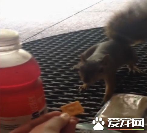 抢食不屑小饼干 小松鼠光速抢走巨型三明治