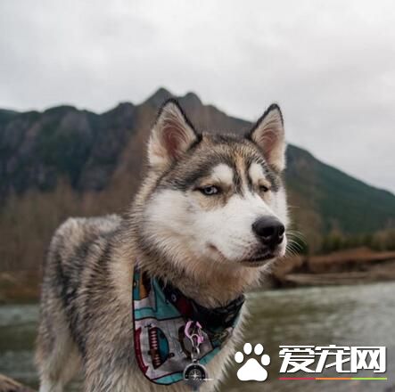 哼，愚蠢的人类，整天就只知道拍照