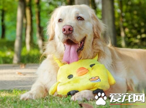 风情万种的大金毛