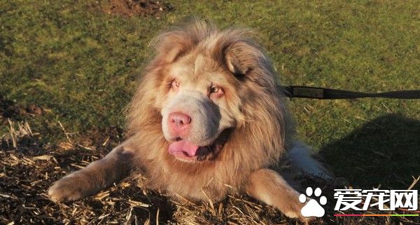 天生拥有15公分鬓毛 沙皮狗长的像公狮