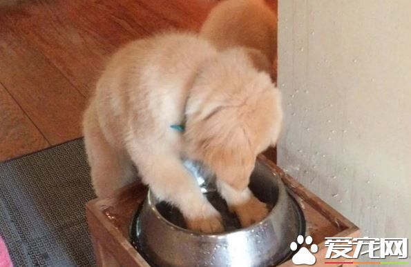 小黄金猎犬疯狂按摩水碗 妹妹在旁边接水喝