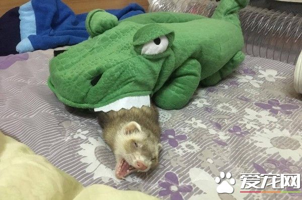 雪貂被鳄鱼吃掉 表情超到位可以报金马奖