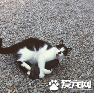 朕的鞋子，谁也不许抢