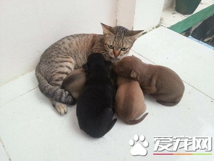 虎斑猫遭一群狗宝宝讨奶喝 猫咪一脸无奈因为是公的