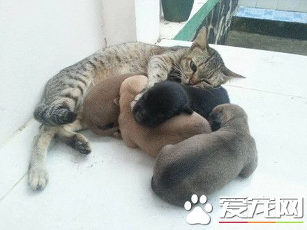 虎斑猫遭一群狗宝宝讨奶喝 猫咪一脸无奈因为是公的