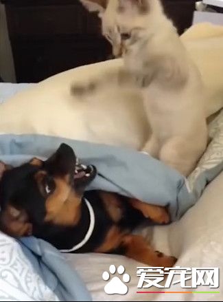 烦人白猫连赏10巴掌挑衅 黑狗张牙怒瞪猫咪