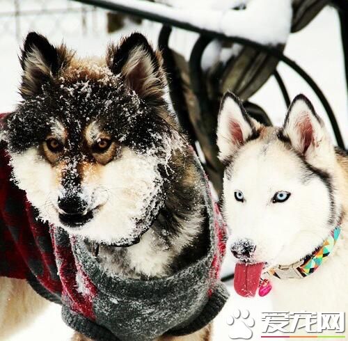 与狼共舞的二哈，帅气跟逗比的区别