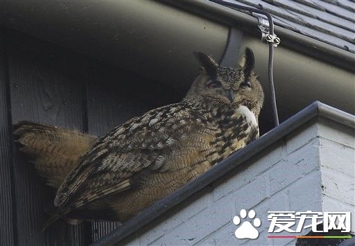 雕鸮饿5天啃翅膀到见骨 雪中呆站连声音都叫不出来