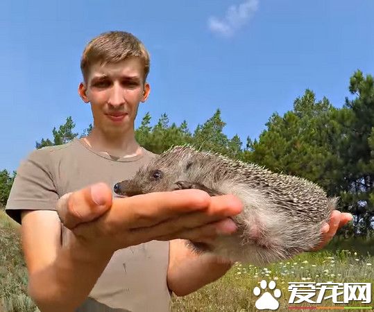 气嘟嘟刺猬缩成海胆状 俄罗斯小伙只需3秒让它再展开