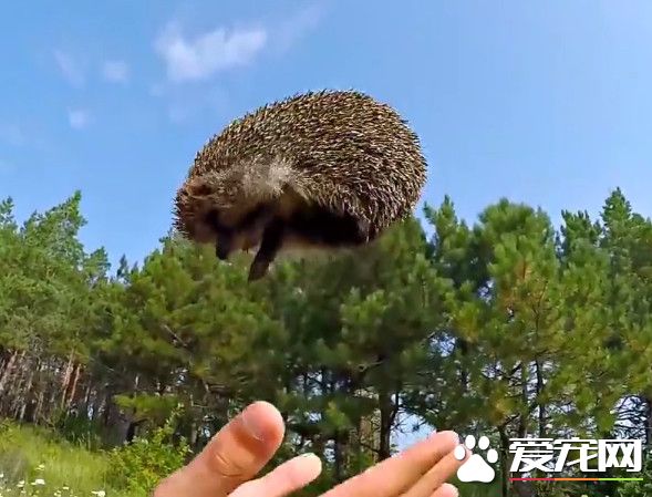 气嘟嘟刺猬缩成海胆状 俄罗斯小伙只需3秒让它再展开