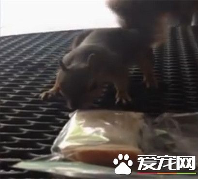 抢食不屑小饼干 小松鼠光速抢走巨型三明治